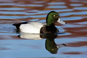 Marila: Greater Scaup - Drake