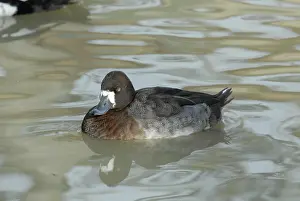 Marila: Greater Scaup Female