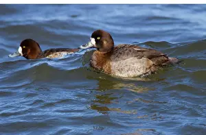 Scaups: Greater Scaup - female in February breeding plumage