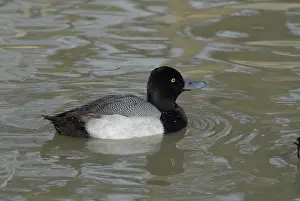 Scaup: Greater Scaup Male