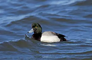 Scaups: Greater Scaup male in February breeding plumage