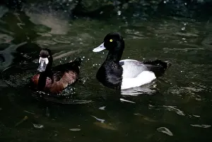 Scaups: Greater Scaup - male and female pair