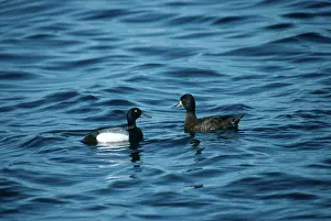Aythya: Greater Scaups