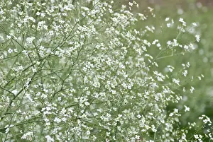 Crazy: Greater Sea Kale