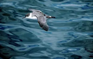 Gravis: Greater Shearwater