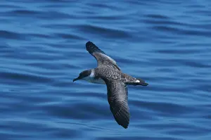 Shearwater: Greater Shearwater