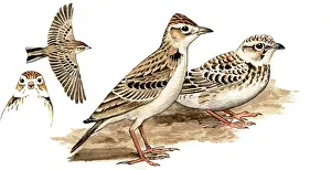 Larks: Greater Short-toed Lark