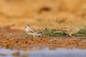 Waiting: Greater short-toed lark (Calandrella brachydactyla) on a farmers field
