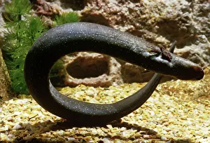 Siren: Greater Siren