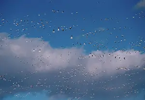 Lancaster: Greater Snow Geese