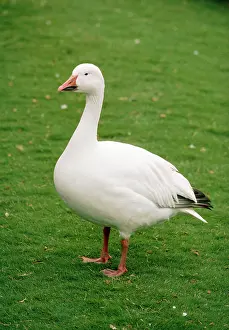 Atlanticus: GREATER SNOW GOOSE