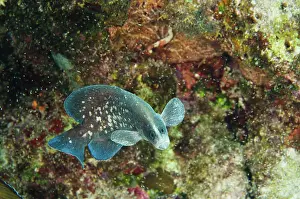 Pete: Greater Soapfish (Rypticus saponaceus)