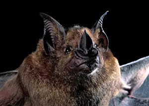 Spear: Greater Spear-nosed Bat