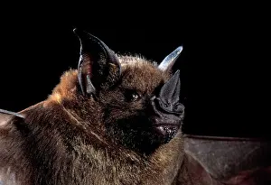 Spear: Greater Spear-nosed Bat
