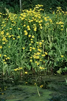 Spearwort: Greater Spearwort