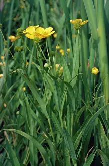 Spearwort: Greater Spearwort