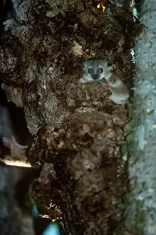 Lepilemur: Greater Sportive Lemur - in nest hole
