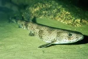 Shark: Greater Spotted Dogfish / Huss / Bullhuss / Nurse