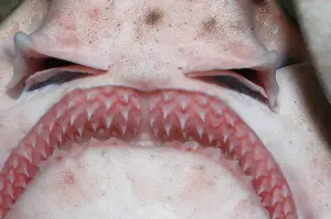 Dogfish: Greater Spotted Dogfish - teeth and jaws, teeth