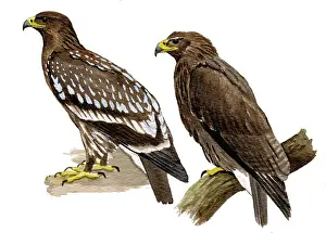 Clanga: Greater spotted eagle