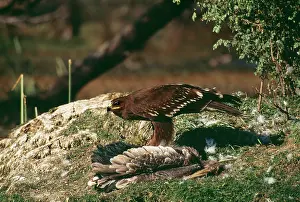 Clanga: GREATER SPOTTED EAGLE - Feeding on kill of Painted