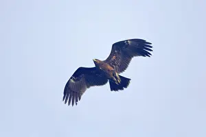 Clanga: Greater Spotted Eagle - in flight
