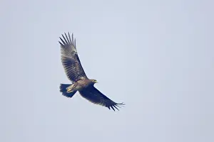 Clanga: Greater Spotted Eagle - in flight