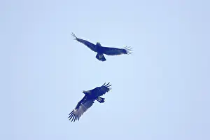 Clanga: Greater Spotted Eagle - in flight interaction between pair