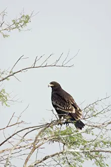 Ghana: Greater Spotted Eagle - Keoladeo Ghana National Park