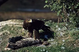 Plucking: Greater Spotted Eagle - with Painted Stork carcass