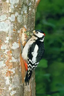 R T Smith: Greater-spotted / Great-spotted Woodpecker - with