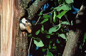 Dendrocopus: Greater-spotted / Great-spotted Woodpecker - at nest