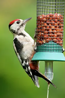 Dendrocopus: Greater Spotted Woodpecker