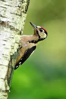 Dendrocopus: Greater Spotted Woodpecker - juvenile male