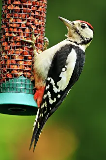 Dendrocopus: Greater Spotted Woodpecker - juvenile male on feeder
