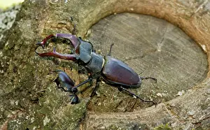 Lucanus: Greater Stag Beetle male and female on old Oak Tree Romania