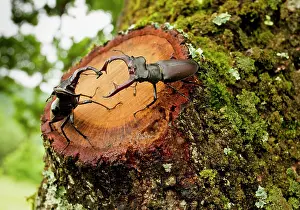 Interacting: Greater Stag Beetles - males interacting