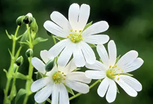 Stellaria: Greater Stichwort