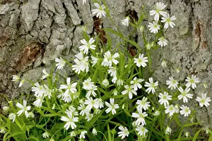 Stellaria: Greater stitchwort