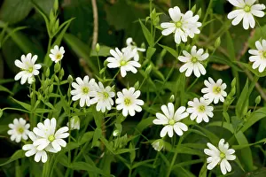 Stellaria: Greater stitchwort