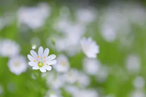 Stellaria: Greater Stitchwort