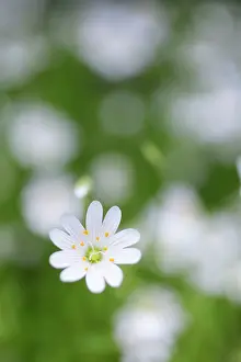 Stellaria: Greater Stitchwort