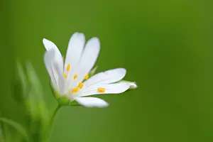 Stellaria: Greater Stitchwort - in flower