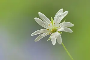 Stamens: Greater Stitchwort flower - May