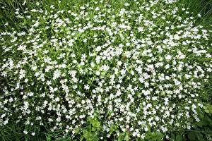 Stellaria: Greater Stitchwort - flowering on ditch enbankment
