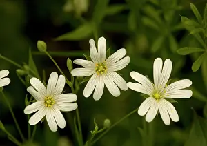 Stellaria: Greater stitchwort. Spring flower