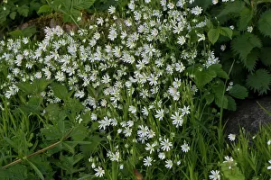 Stellaria: Greater Stitchwort (Stellaria holostea). Allindelille