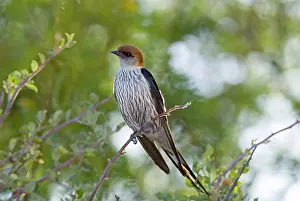 Cucullata: Greater Striped Swallow - on perch