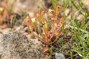Anglica: Greater Sundew - growing in boggy area - Hoy