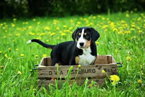 Pred: Greater Swiss Mountain Dog, puppy in a wooden box